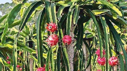 dragon farming in konkan maharashtra dragon fruit farming
