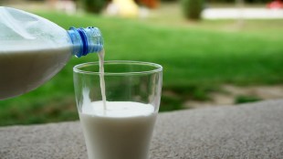 milk adulterants, Maharashtra , milk samples, milk,