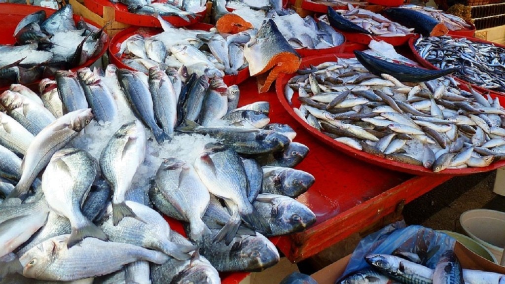 Bombil , Saranga, low visibility , fish price , Bombil , Saranga, low visibility , fish price ,