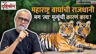 Loksatta Drushtikon How to prevent tiger deaths Girish Kubers Explained