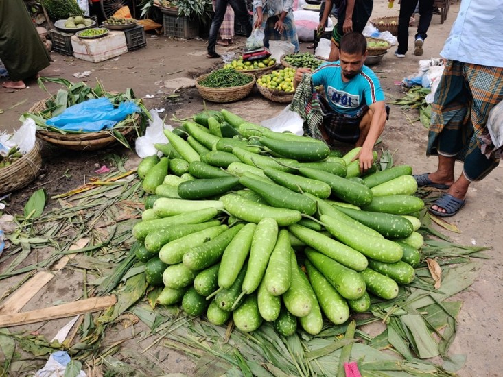 Bottle gourd
