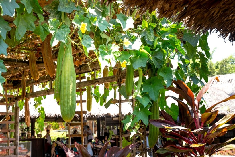 Luffa acutangula