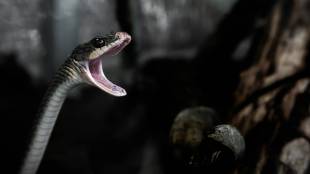 This snake builds its own nest