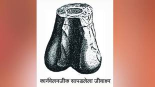 Loksatta kutuhal story of the discovery of dinosaurs