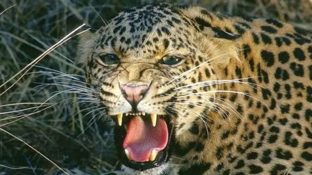 Five employees including forest ranger injured in leopard attack in Satara Five employees including forest ranger injured in leopard attack in Satara