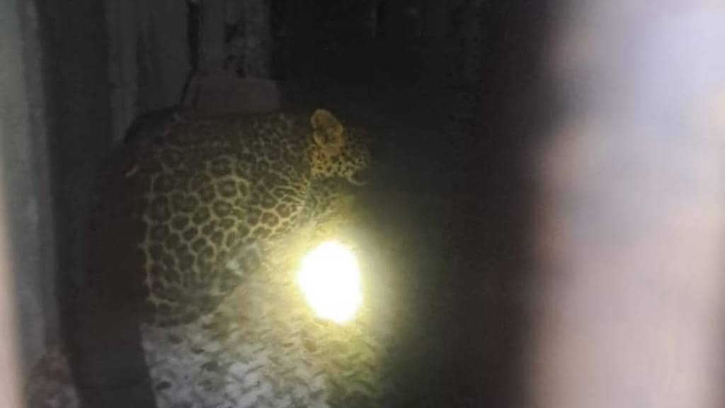Leopard calf trapped in cage in Nashik Leopard calf trapped in cage in Nashik