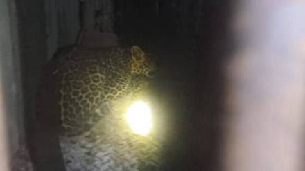 Leopard calf trapped in cage in Nashik Leopard calf trapped in cage in Nashik