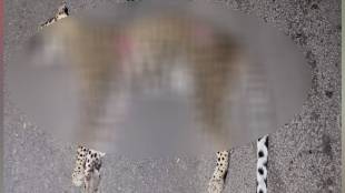 Leopard killed in collision with vehicle in Amravati