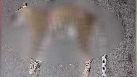 Leopard killed in collision with vehicle in Amravati