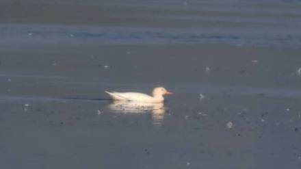 rare albino Garhwal duck in the Irai Dam area