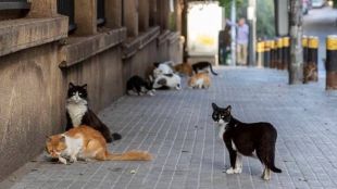 Neutering of stray cats in Mira Bhayandar