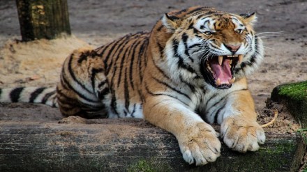 Chandrapur three women were killed in tiger attack in ramdha maal forest in the Sindewahi forest area