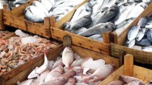 Fishermen struggle with fish drought due to constantly changing weather