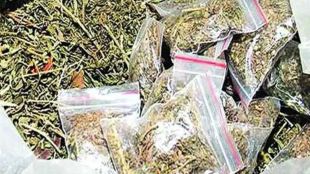 Ahilyanagar 10 arrested in ganja sales case
