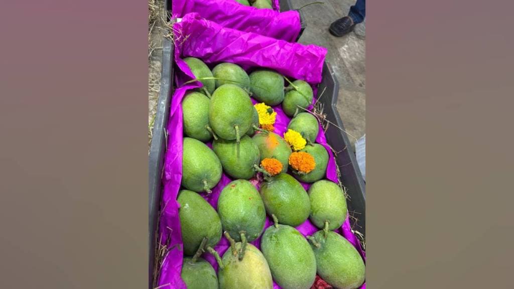 175 boxes of Konkan Hapus mangoes entered Vashi apmc market for sale on Saturday 175 boxes of Konkan Hapus mangoes entered Vashi apmc market for sale on Saturday