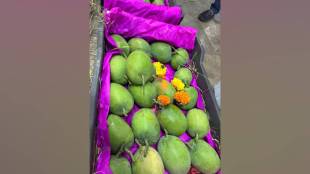 175 boxes of Konkan Hapus mangoes entered Vashi apmc market for sale on Saturday