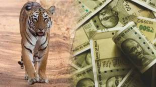 tiger poaching nagpur news in marathi