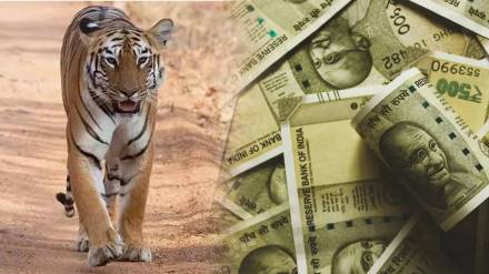 tiger poaching nagpur news in marathi
