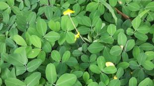 Fenugreek leavs cleaning tip