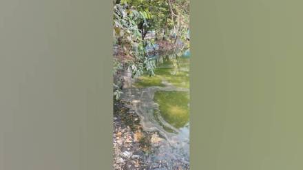 thane masunda lake area due to large increase in rats pond near lake has deteriorated