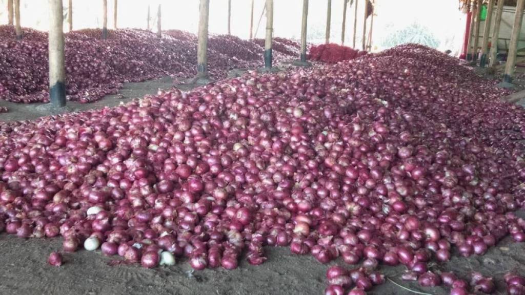 Ahilyanagar, farmers, onion cluster, Ahilyanagar, farmers, onion cluster,