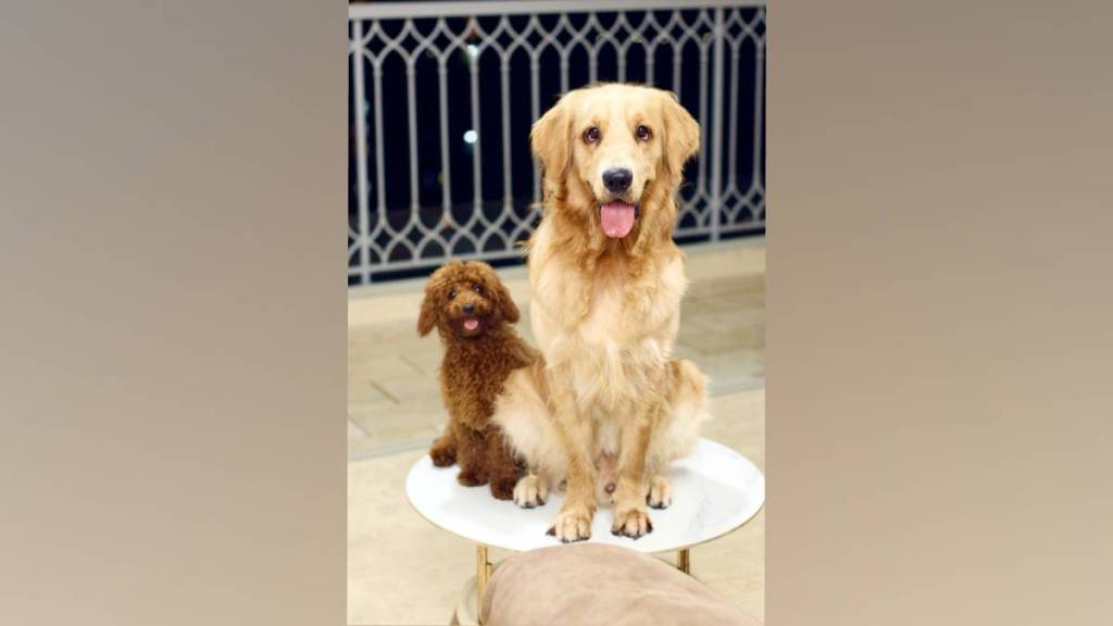 animal husbandry department closed yeur pet care center for operating without license animal husbandry department closed yeur pet care center for operating without license