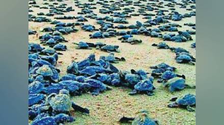 eggs of olive ridley, turtles , olive ridley turtles, eggs of olive ridley, turtles , olive ridley turtles,