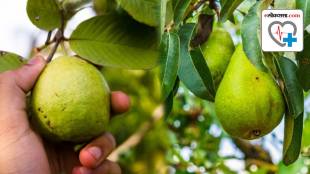 fruit leaves is beneficial for health