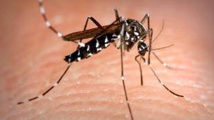How to get rid of mosquitoes
