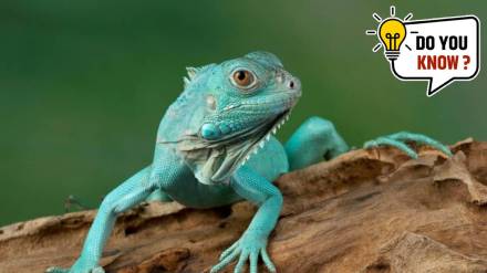 animal discoveries 2024 animal discoveries 2024