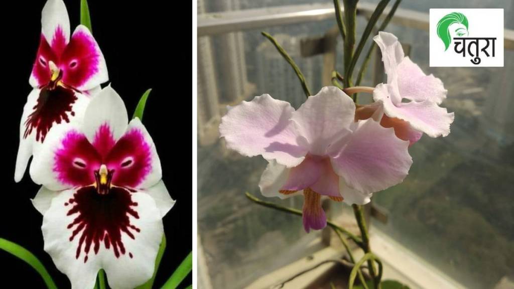 Flowers, orchid , beauty , Flowers, orchid , beauty ,