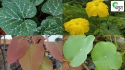 निसर्गलिपी : वसंतागमनाची चाहूल