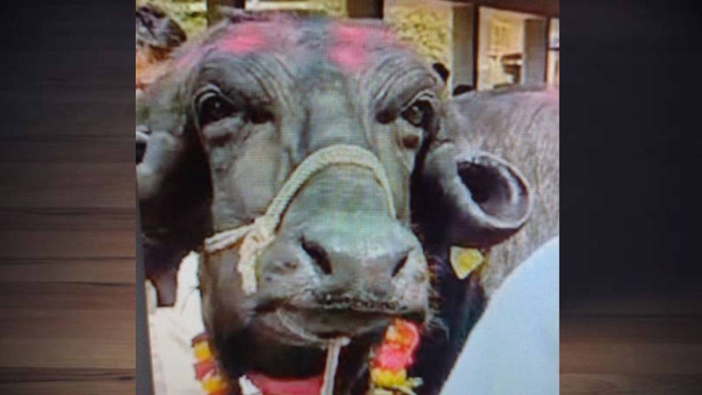 Nashik buffalo market news in marathi Nashik buffalo market news in marathi