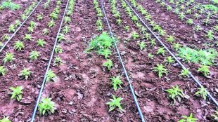 ahilyanagar agriculture news