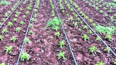 ahilyanagar agriculture news ahilyanagar agriculture news
