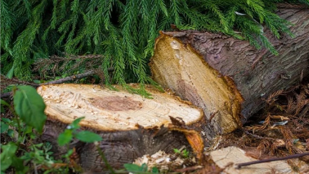 over 300 trees in kandivali to be felled for coastal road expansion between versova dahisar