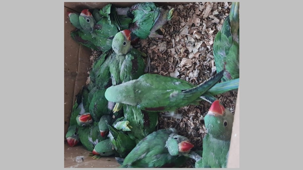 parrot smuggler pune loksatta parrot smuggler pune loksatta