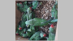 parrot smuggler pune loksatta