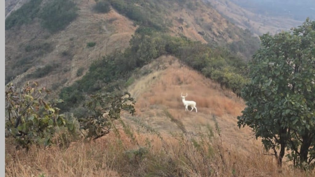 sambar marathi news sambar marathi news