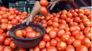 Satara farmers stop tomato harvesting due to falling prices