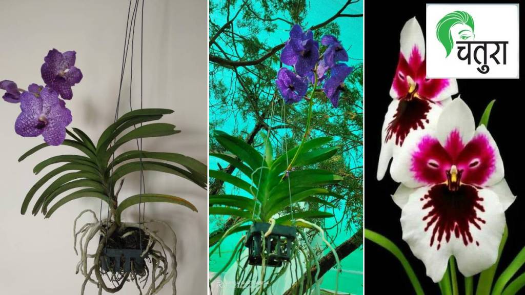 orchid plant guide in marathi orchid plant guide in marathi