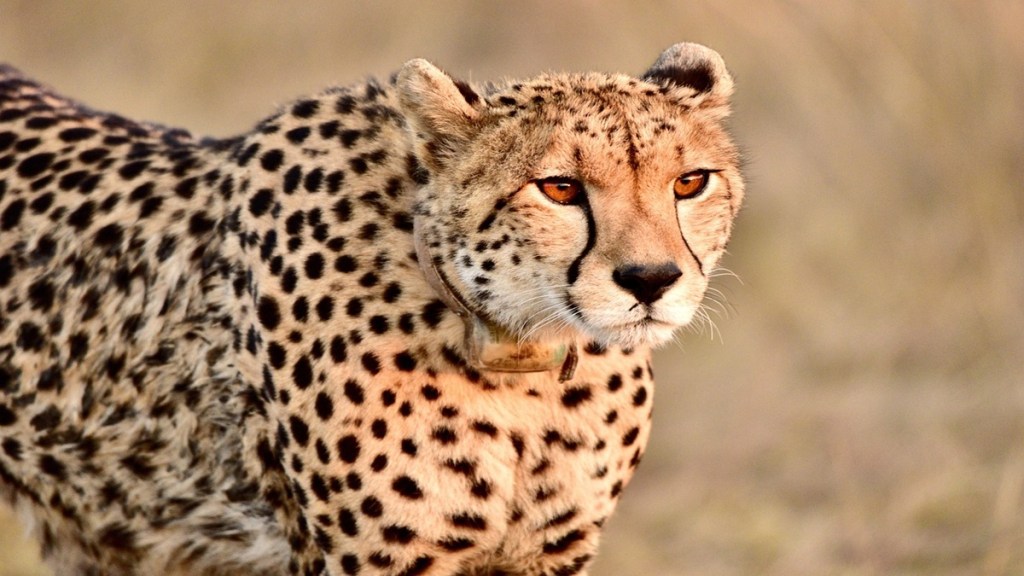 Project Cheetah, India , discussion , Cheetah, Project Cheetah, India , discussion , Cheetah,