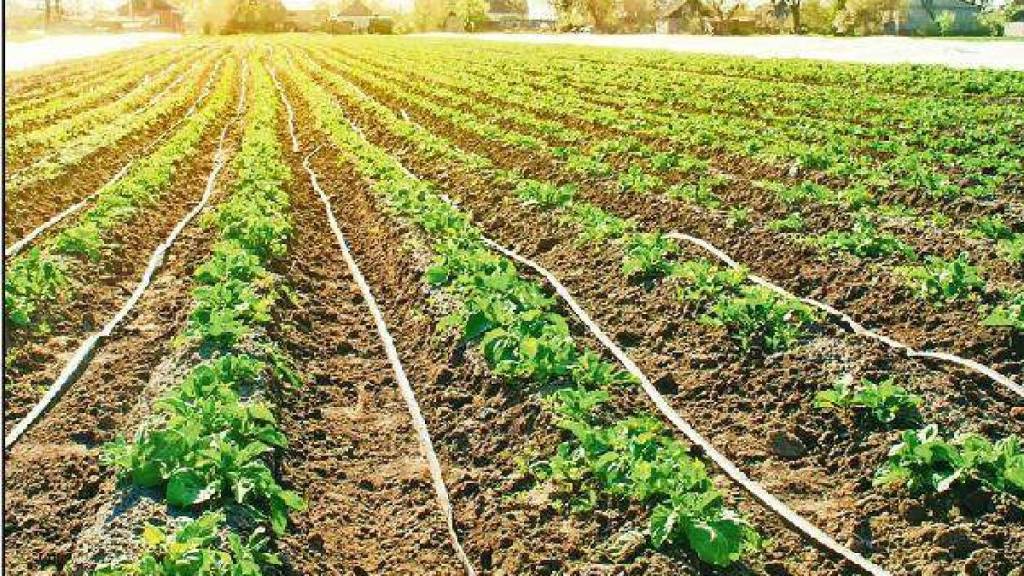 india agriculture summer cropping area increases irrigation facilities
