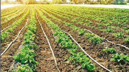 india agriculture summer cropping area increases irrigation facilities