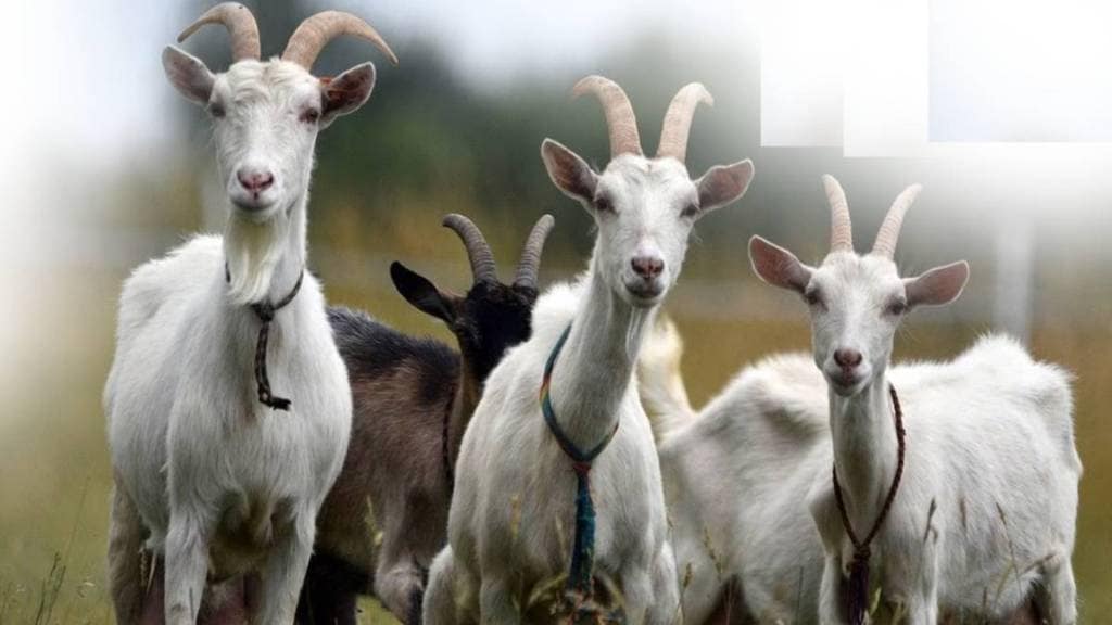Goat sold at highest price in weekly market at Atpadi sangli