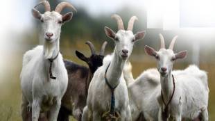 Goat sold at highest price in weekly market at Atpadi sangli