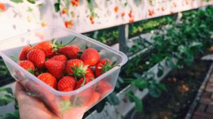 strawberry growing tips