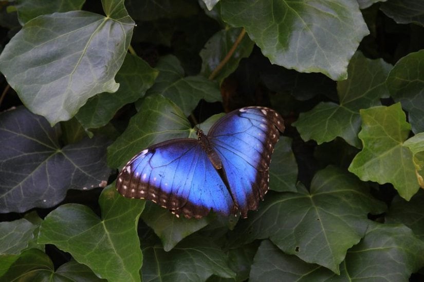 Blue Morpho Butterfly