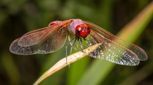 10 Most Beautiful Insects in the World