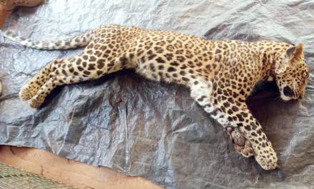 Sangameshwar leopard story in marathi